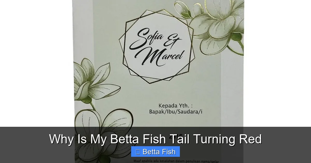 Why Is My Betta Fish Tail Turning Red
