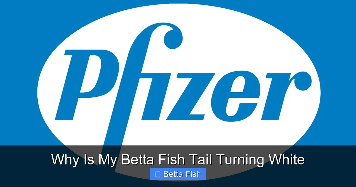 Why Is My Betta Fish Tail Turning White