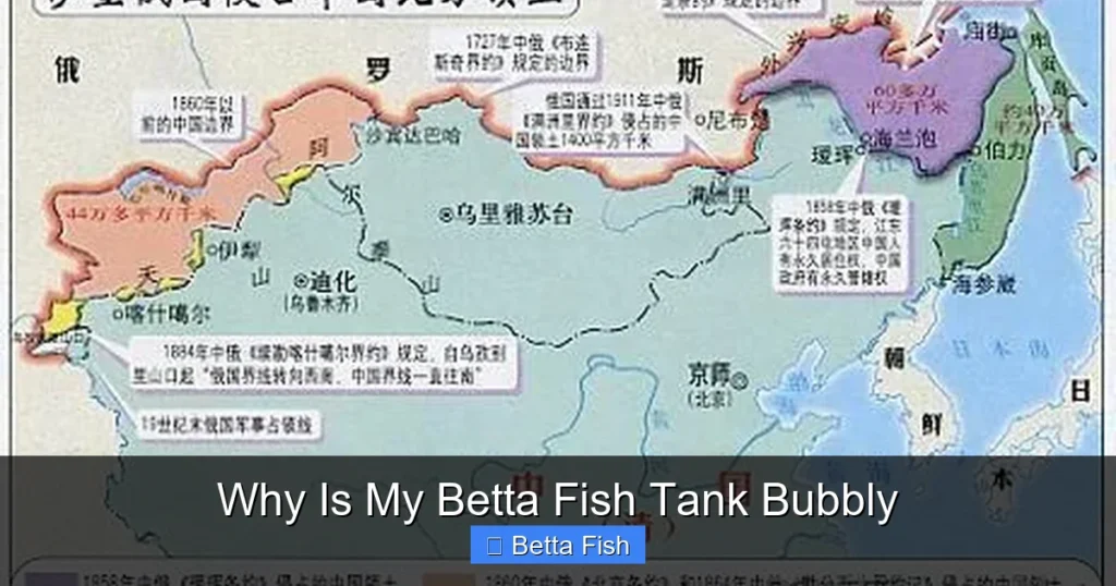 Why Is My Betta Fish Tank Bubbly