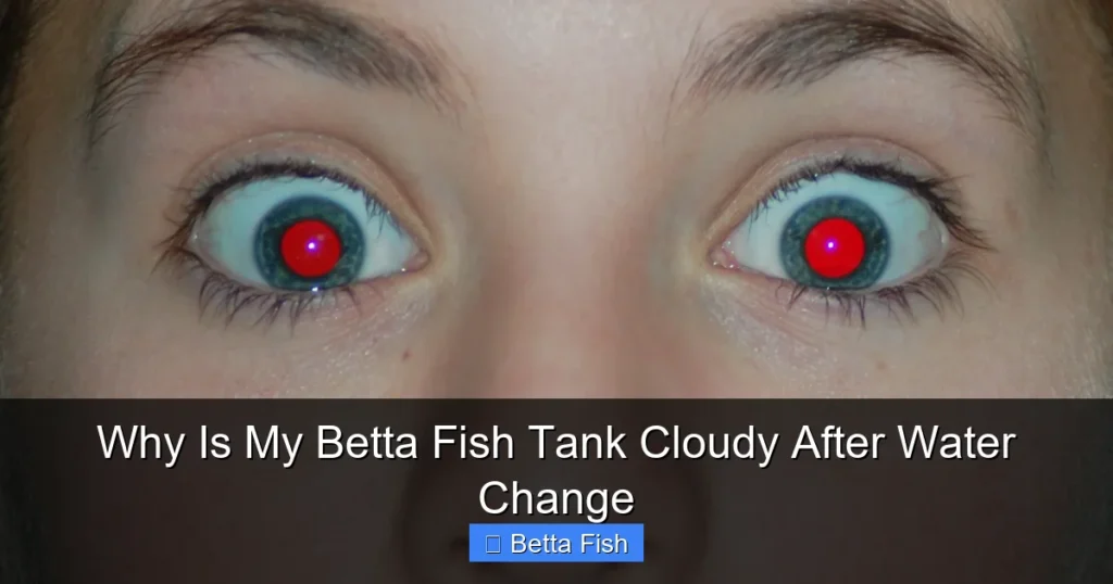 Why Is My Betta Fish Tank Cloudy After Water Change