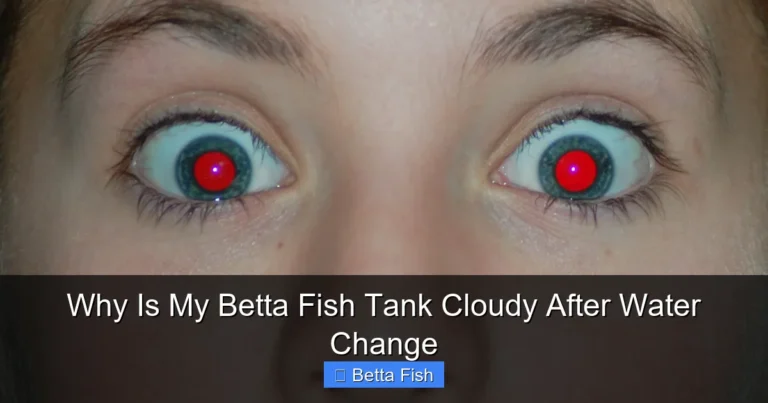 Why Is My Betta Fish Tank Cloudy After Water Change