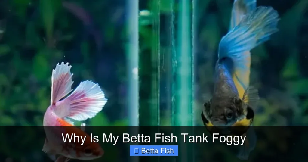 Why Is My Betta Fish Tank Foggy