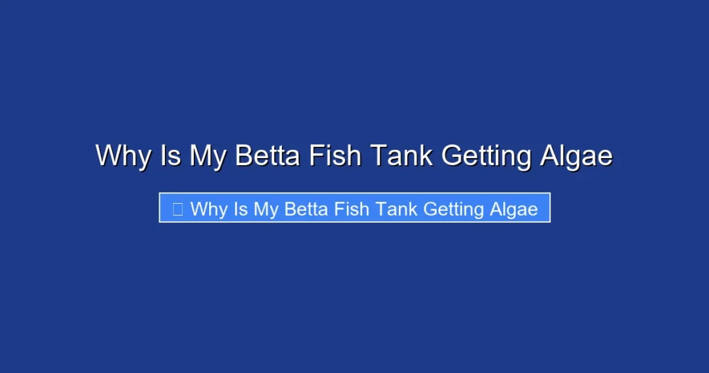 Why Is My Betta Fish Tank Getting Algae