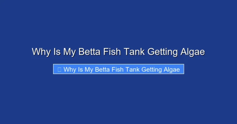 Why Is My Betta Fish Tank Getting Algae