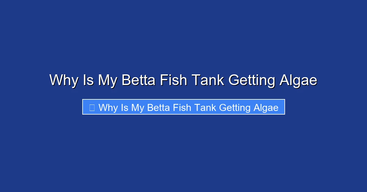 Why Is My Betta Fish Tank Getting Algae