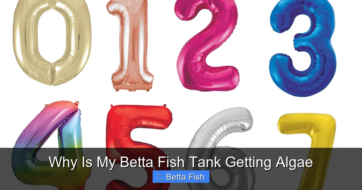 Why Is My Betta Fish Tank Getting Algae