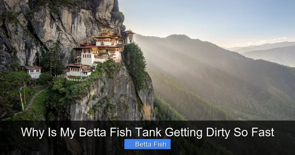 Why Is My Betta Fish Tank Getting Dirty So Fast