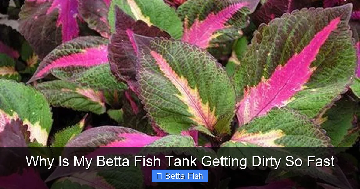 Why Is My Betta Fish Tank Getting Dirty So Fast