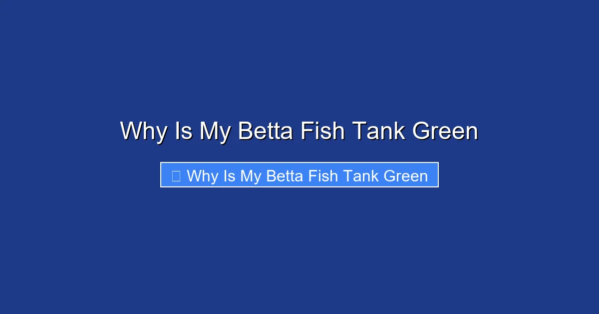 Why Is My Betta Fish Tank Green
