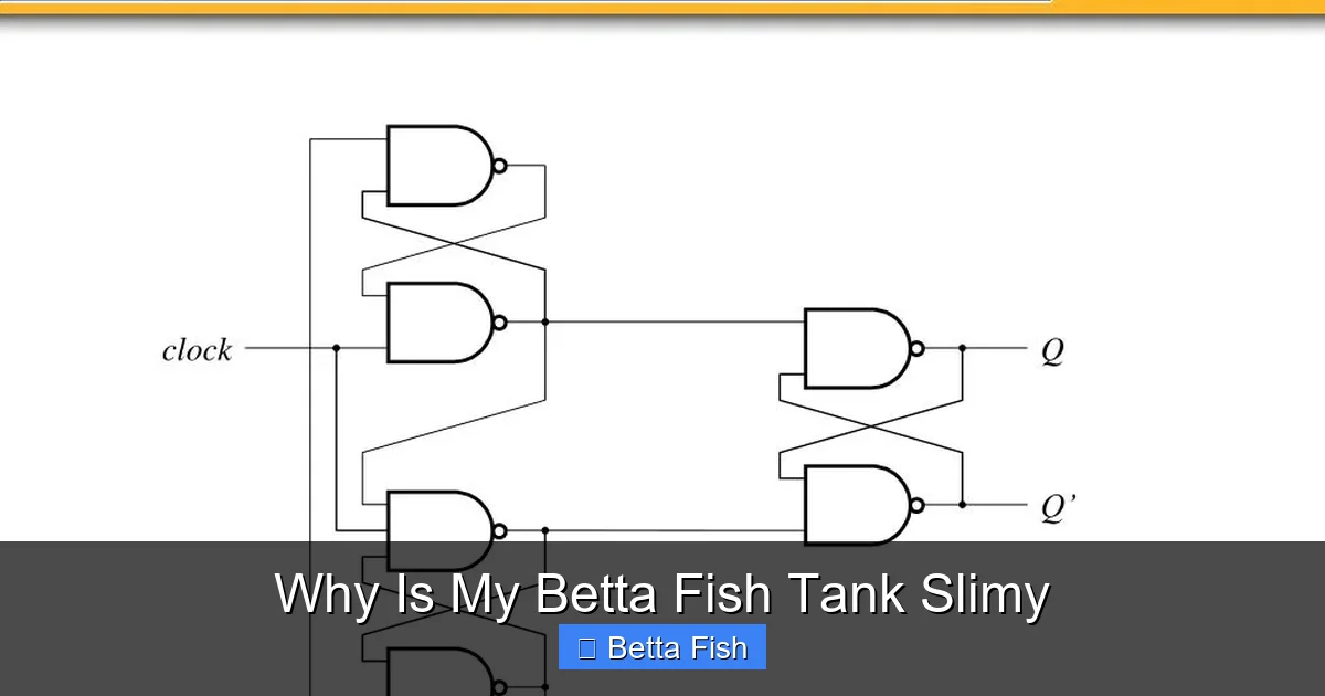 Why Is My Betta Fish Tank Slimy