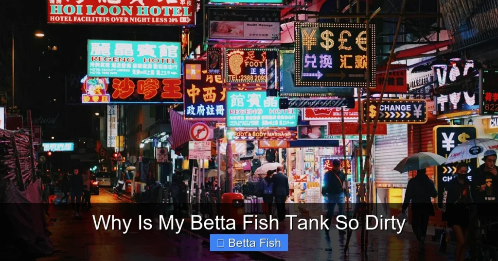 Why Is My Betta Fish Tank So Dirty