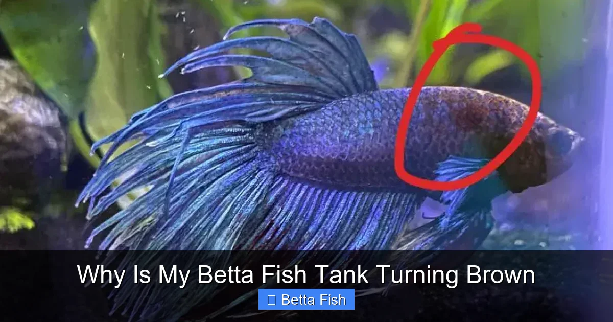 Why Is My Betta Fish Tank Turning Brown