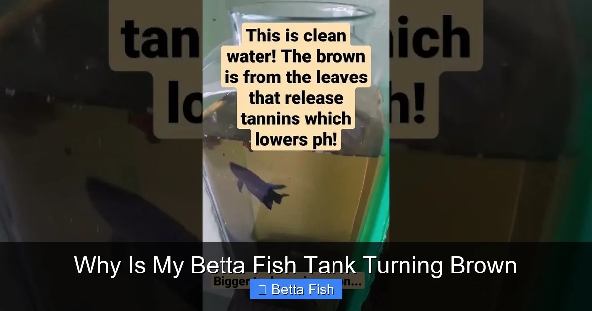 Why Is My Betta Fish Tank Turning Brown