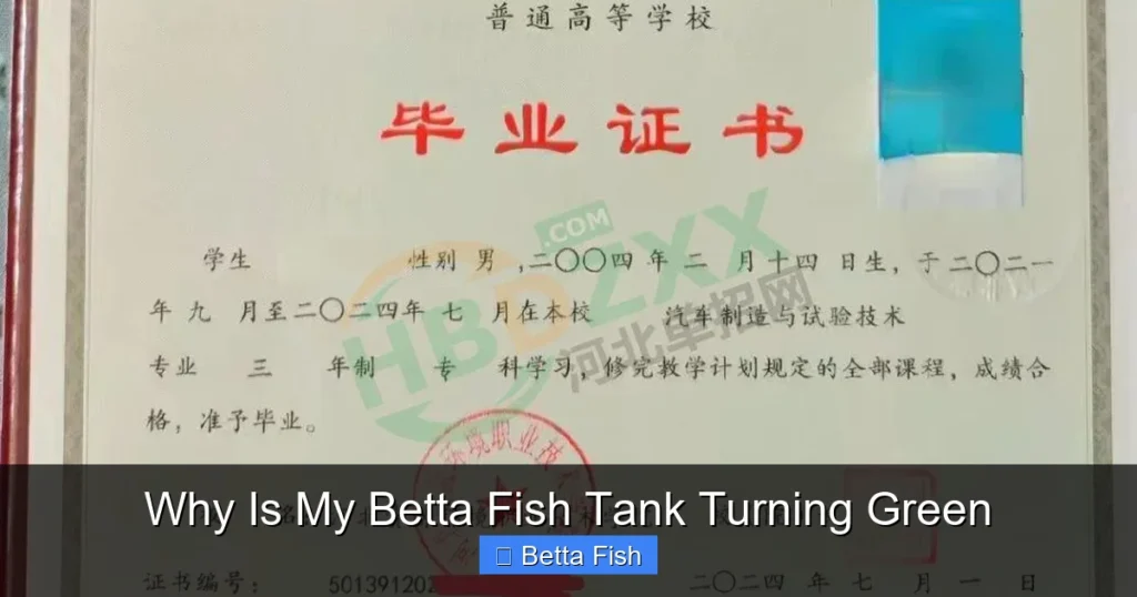 Why Is My Betta Fish Tank Turning Green