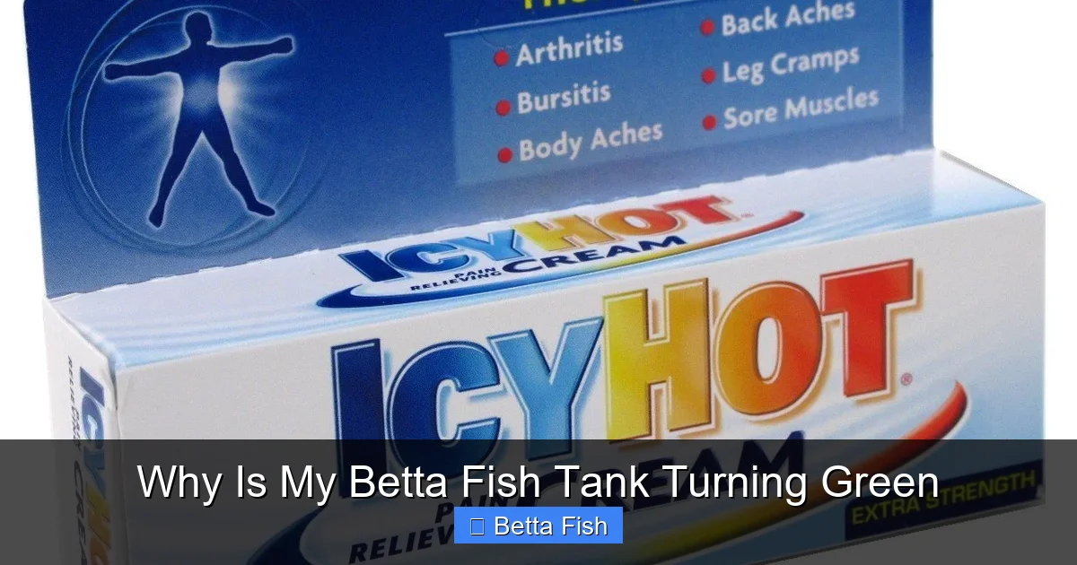 Why Is My Betta Fish Tank Turning Green