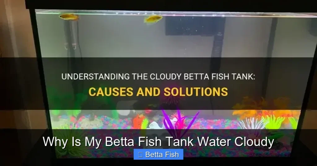 Why Is My Betta Fish Tank Water Cloudy