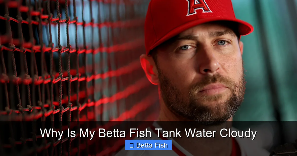 Why Is My Betta Fish Tank Water Cloudy