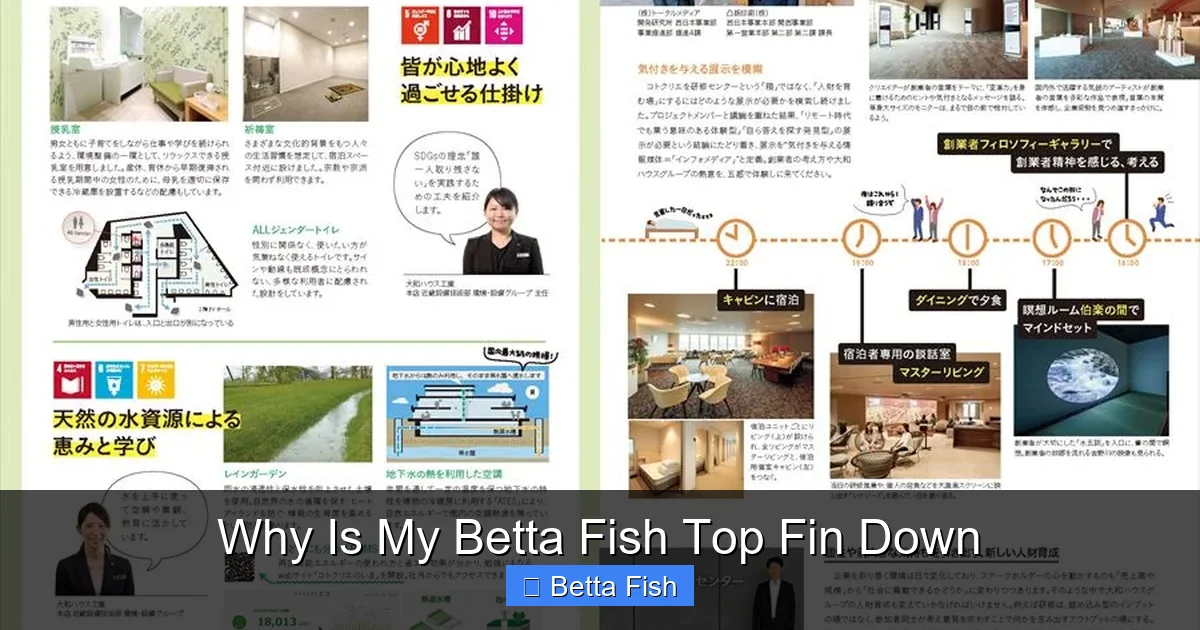 Why Is My Betta Fish Top Fin Down