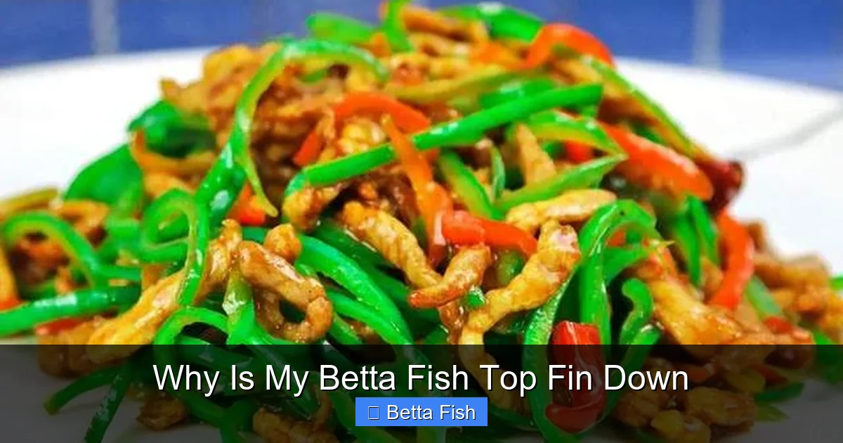 Why Is My Betta Fish Top Fin Down