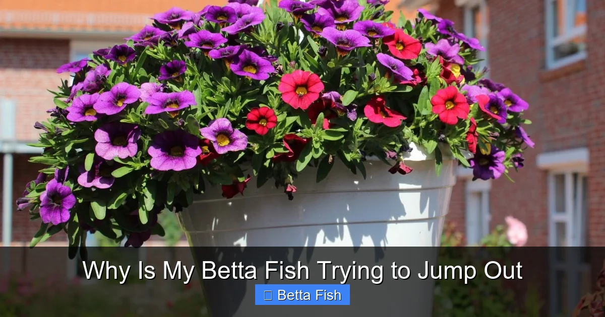 Why Is My Betta Fish Trying to Jump Out
