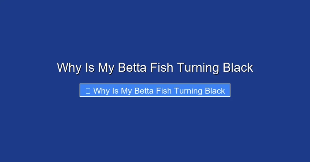 Why Is My Betta Fish Turning Black