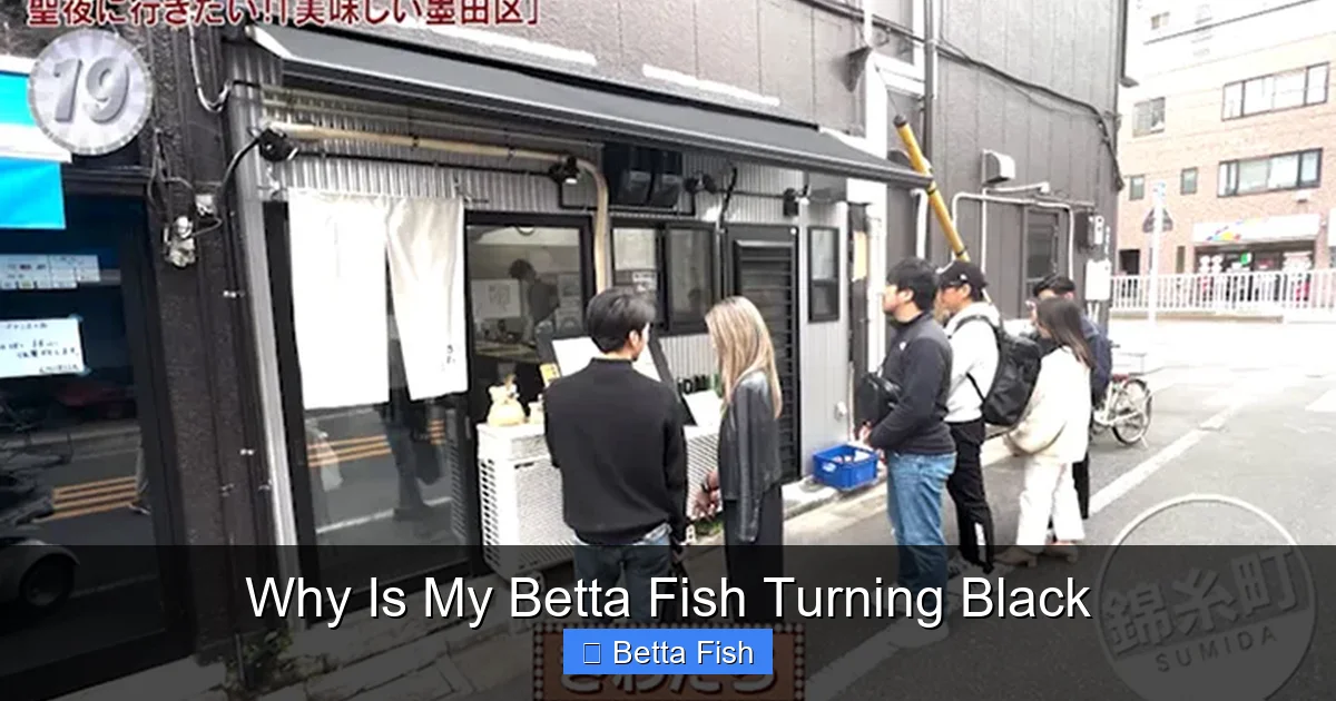 Why Is My Betta Fish Turning Black