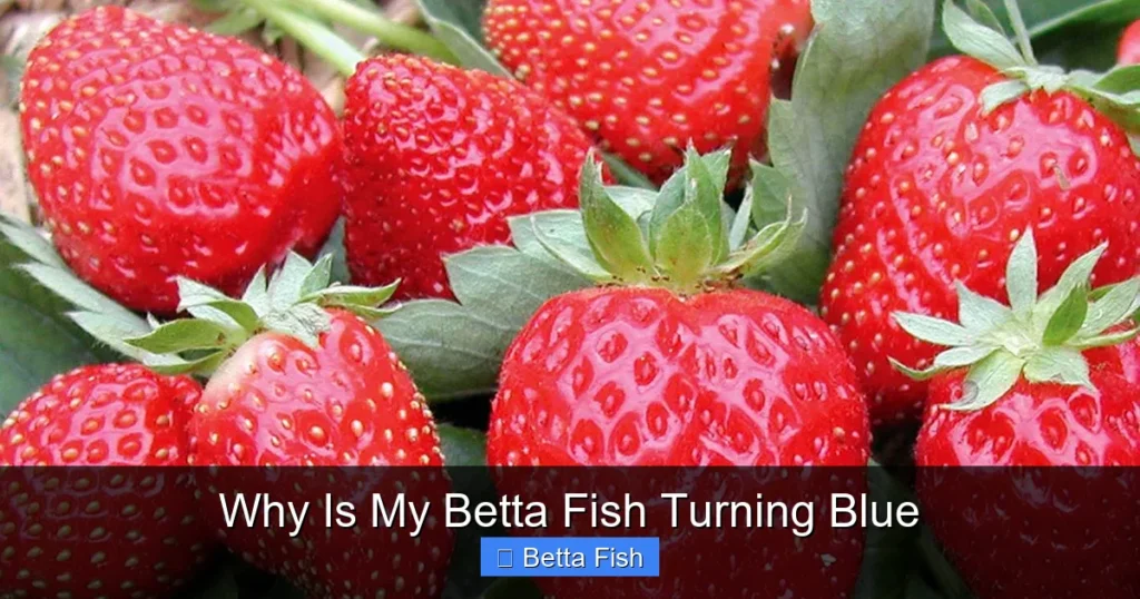Why Is My Betta Fish Turning Blue