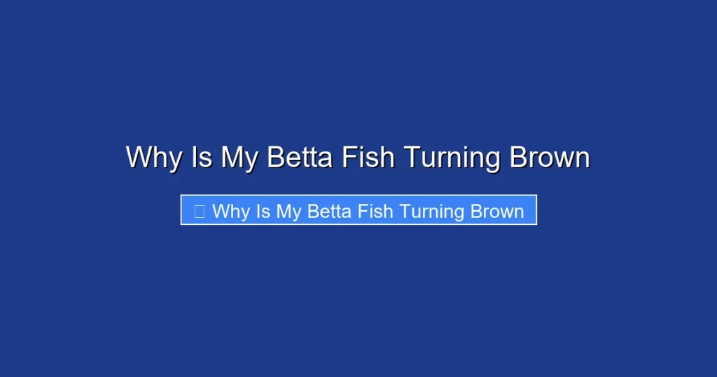 Why Is My Betta Fish Turning Brown