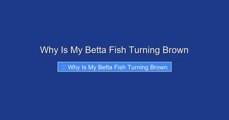 Why Is My Betta Fish Turning Brown