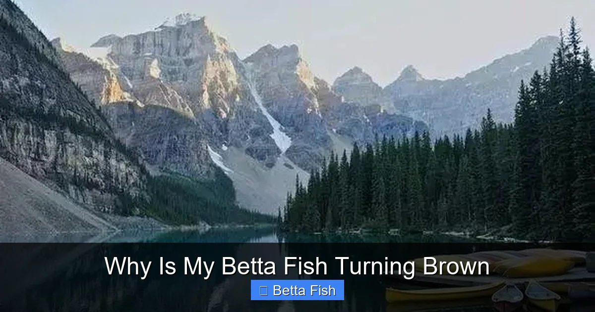 Why Is My Betta Fish Turning Brown