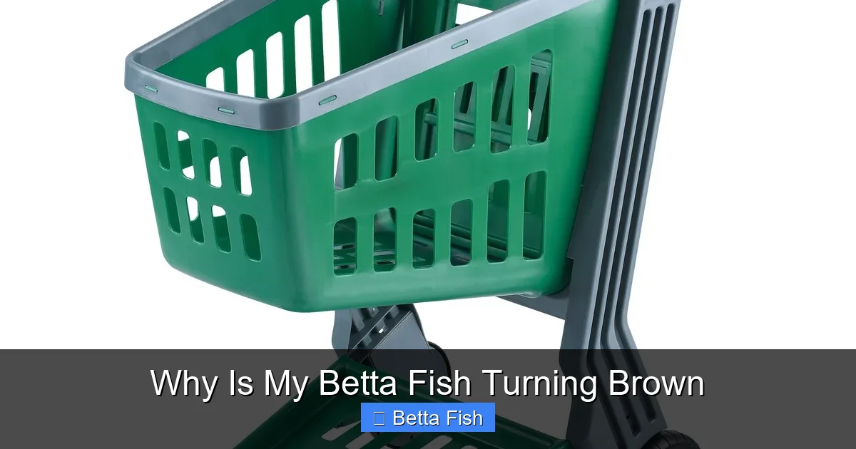 Why Is My Betta Fish Turning Brown