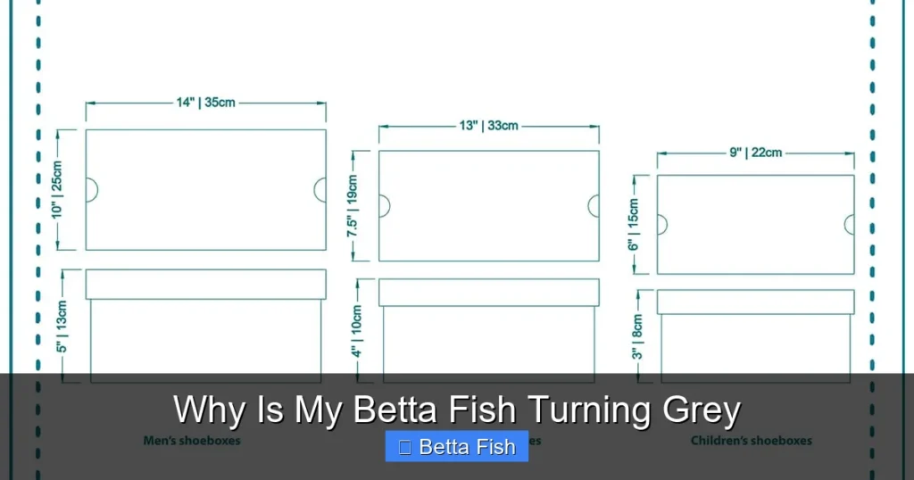 Why Is My Betta Fish Turning Grey