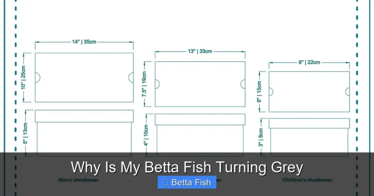 Why Is My Betta Fish Turning Grey