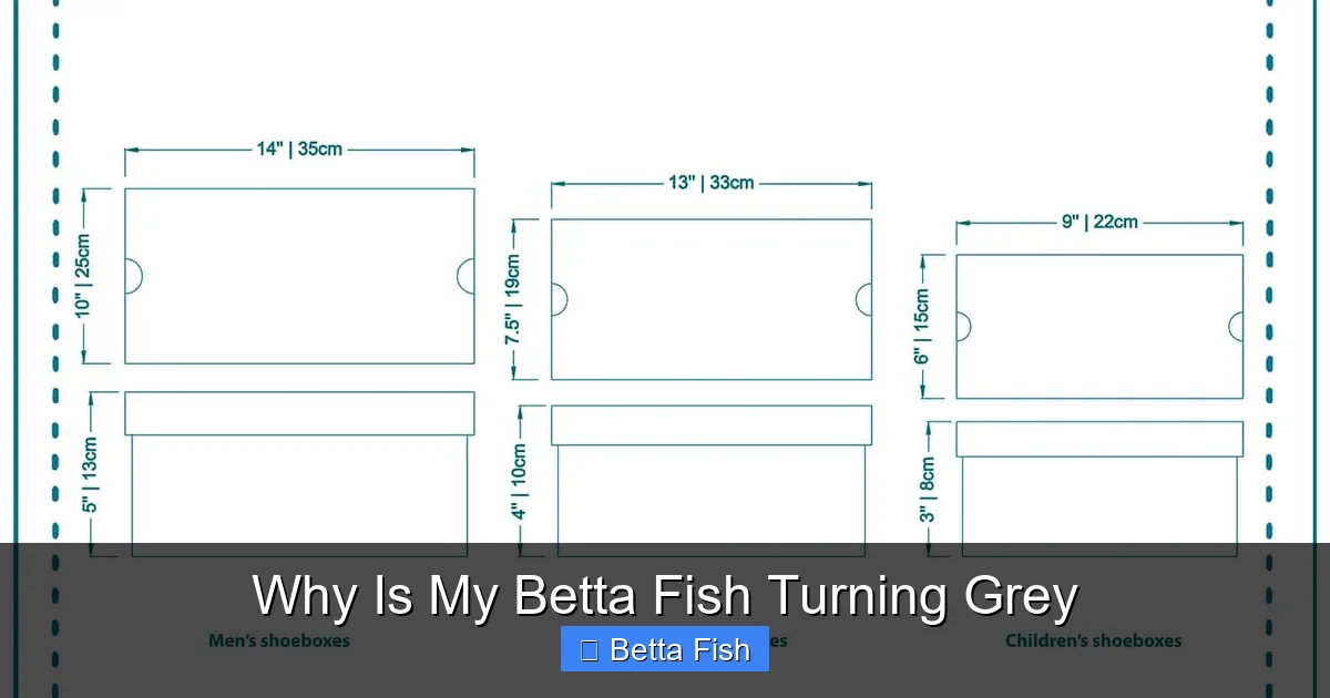 Why Is My Betta Fish Turning Grey