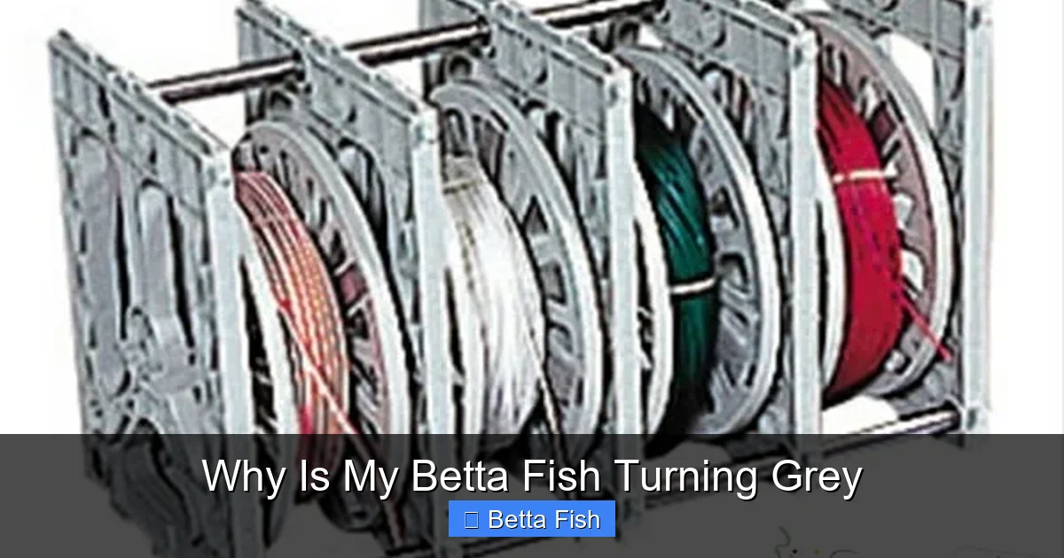 Why Is My Betta Fish Turning Grey