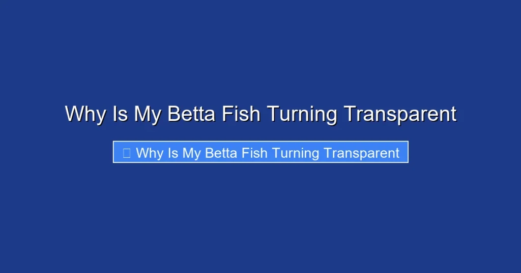 Why Is My Betta Fish Turning Transparent
