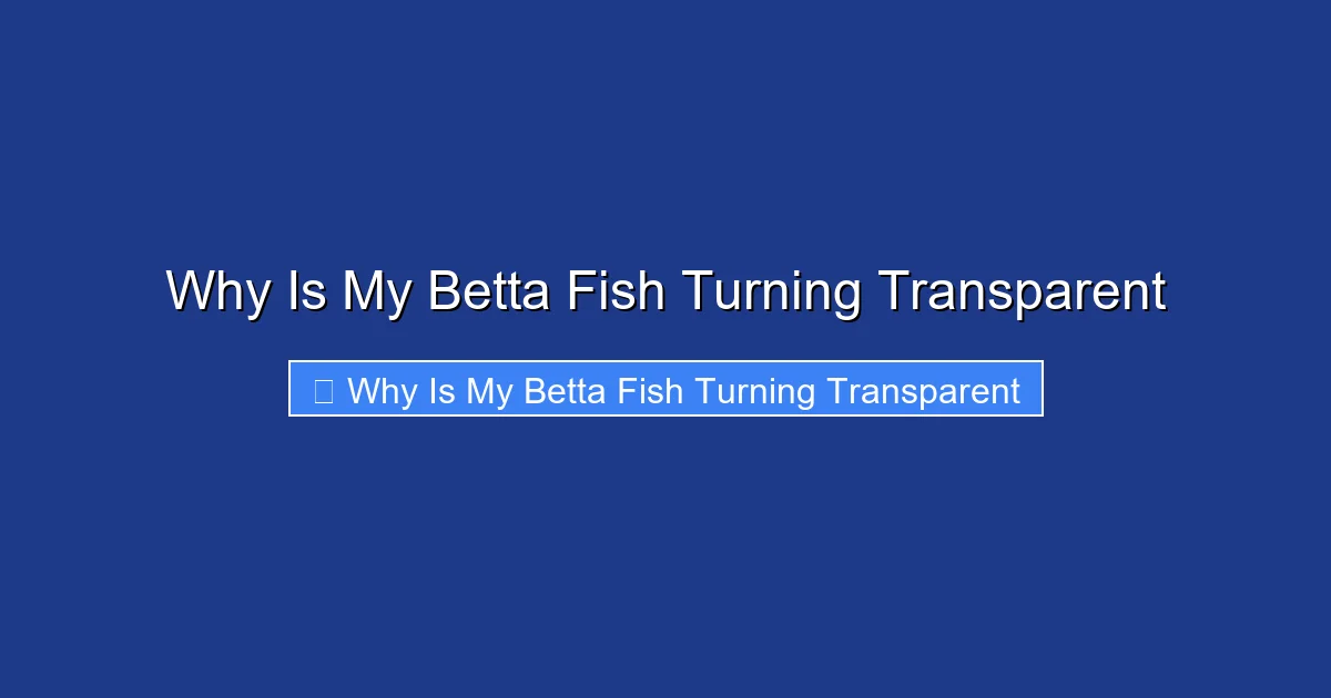 Why Is My Betta Fish Turning Transparent