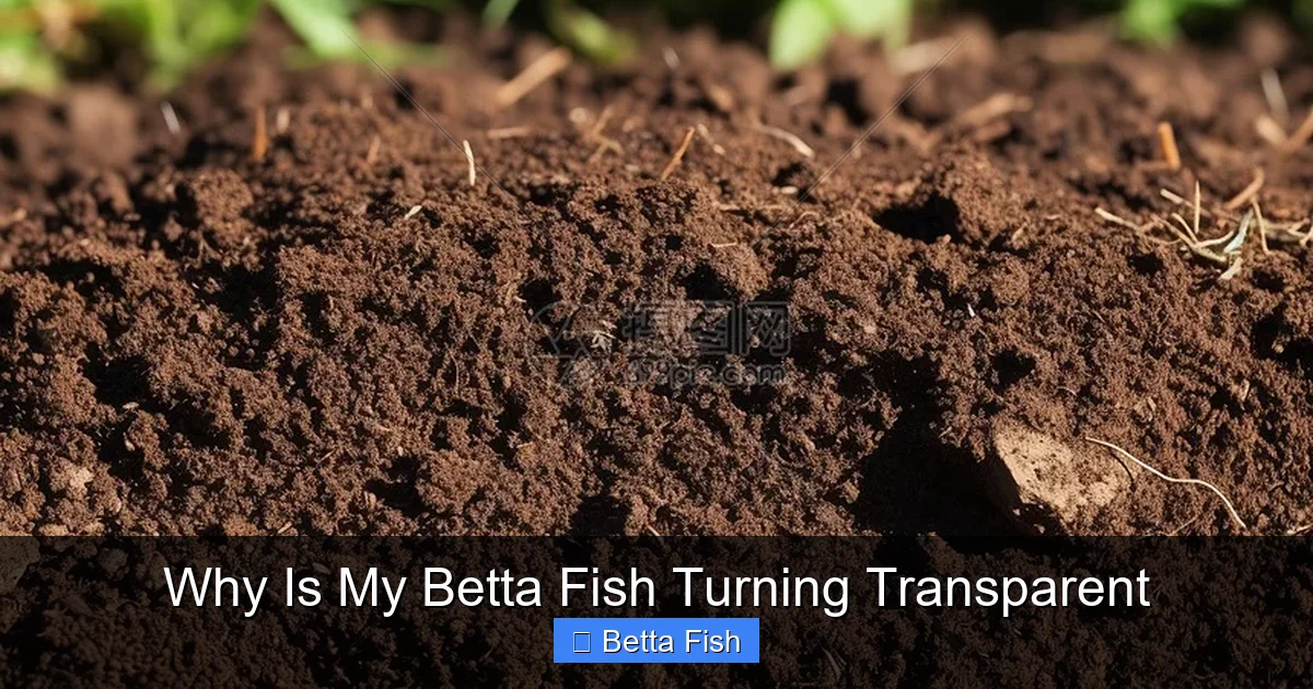 Why Is My Betta Fish Turning Transparent