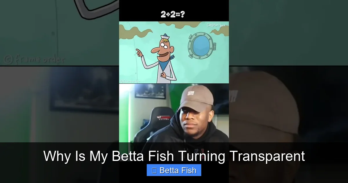 Why Is My Betta Fish Turning Transparent