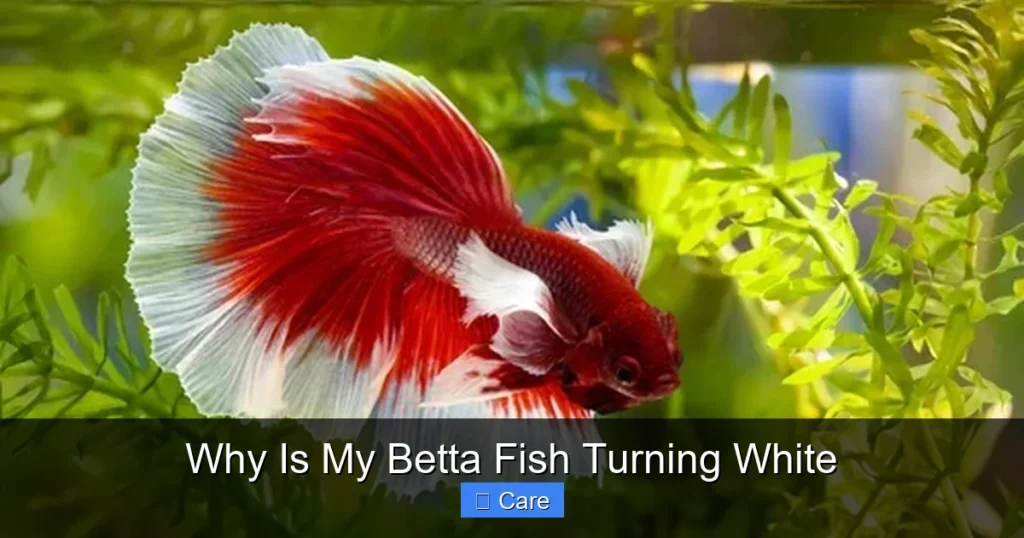 Why Is My Betta Fish Turning White