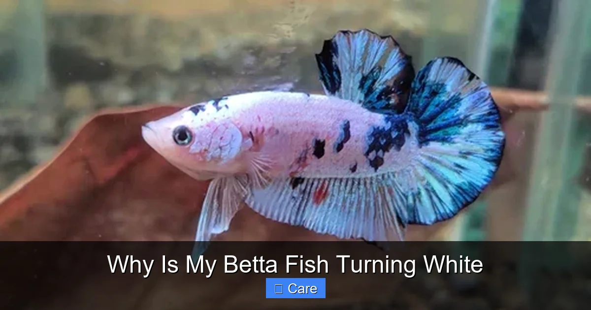 Why Is My Betta Fish Turning White