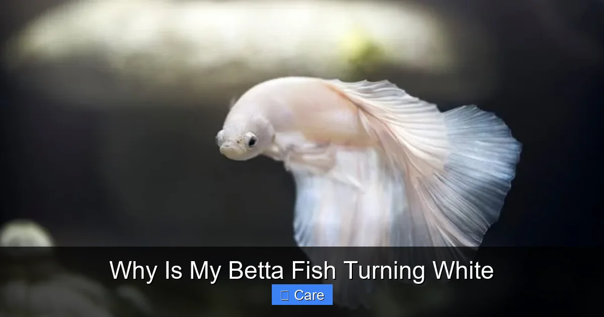 Why Is My Betta Fish Turning White