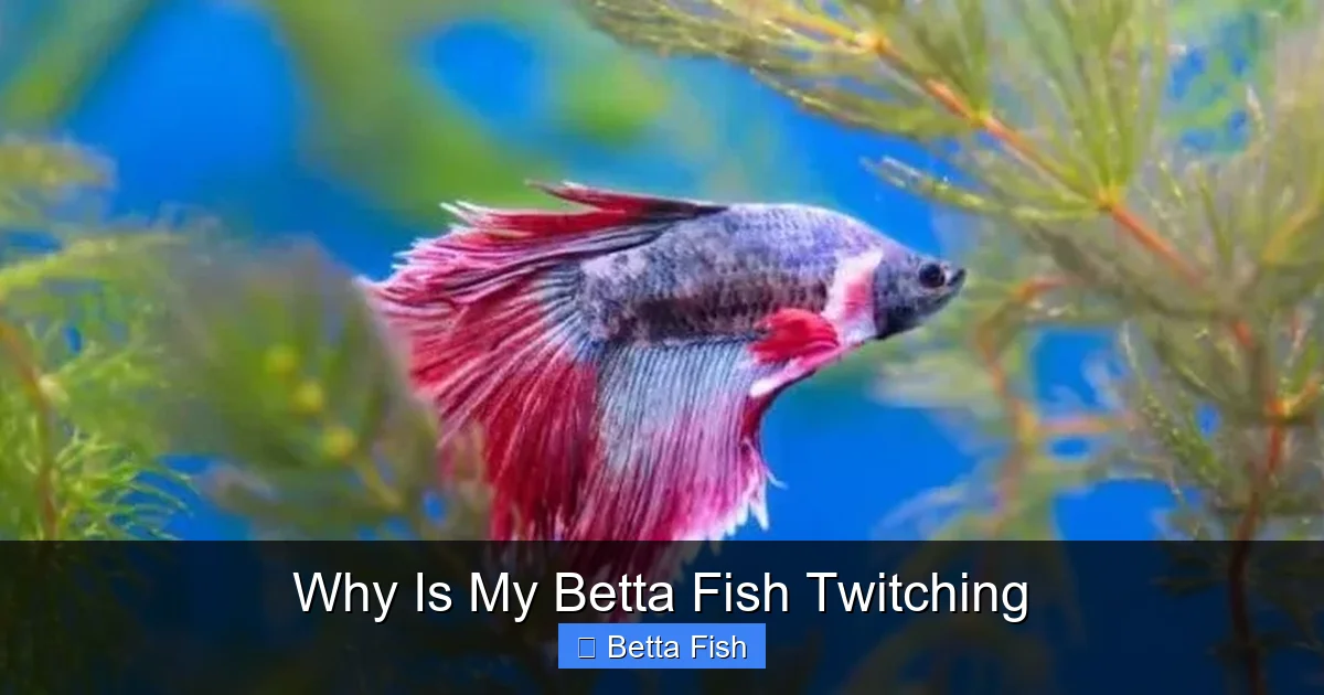 Why Is My Betta Fish Twitching