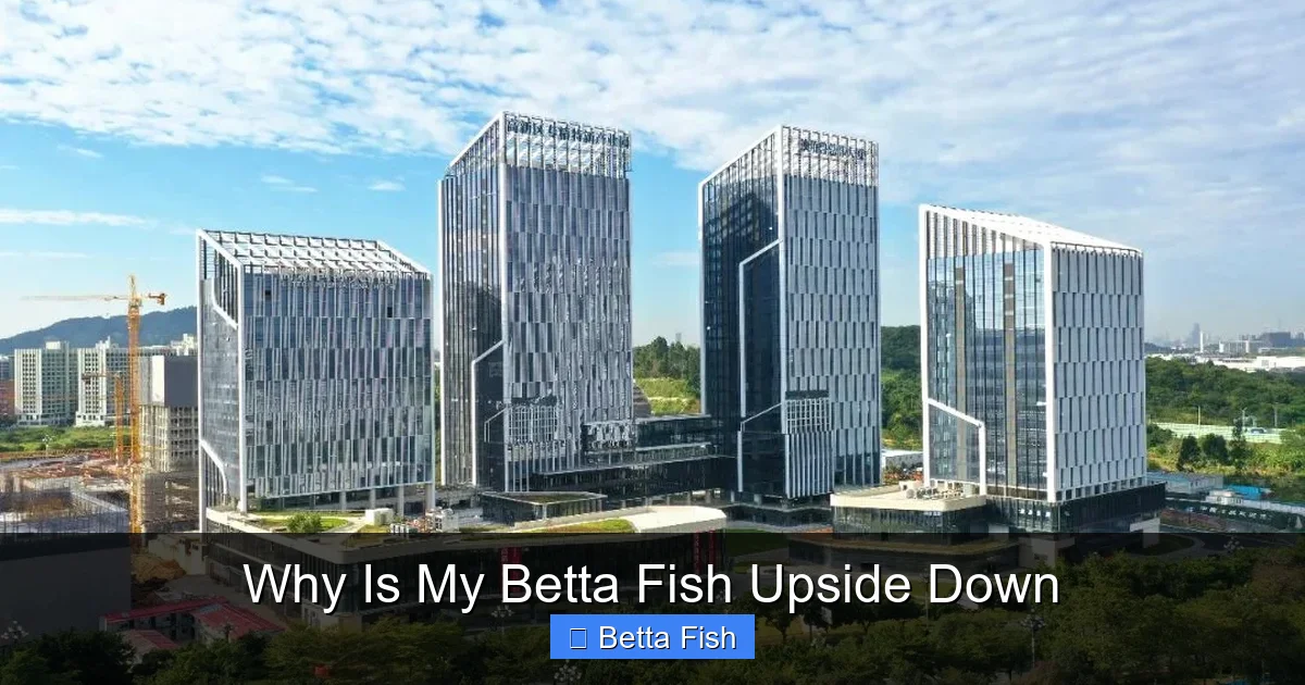 Why Is My Betta Fish Upside Down