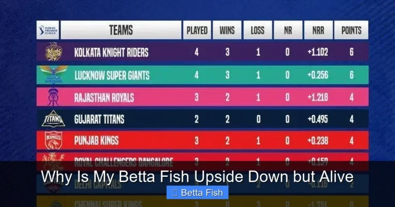 Why Is My Betta Fish Upside Down but Alive