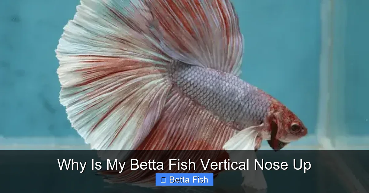 Why Is My Betta Fish Vertical Nose Up