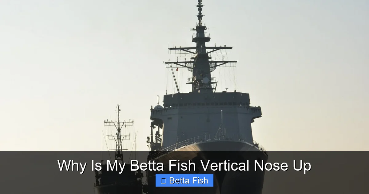 Why Is My Betta Fish Vertical Nose Up