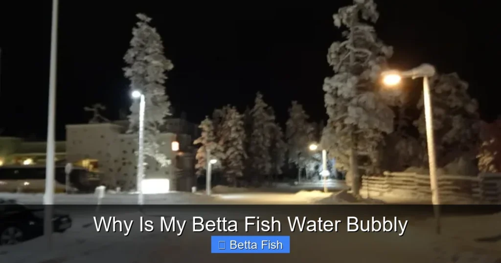Why Is My Betta Fish Water Bubbly