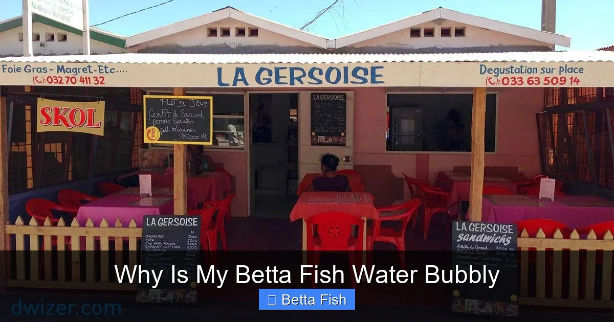 Why Is My Betta Fish Water Bubbly