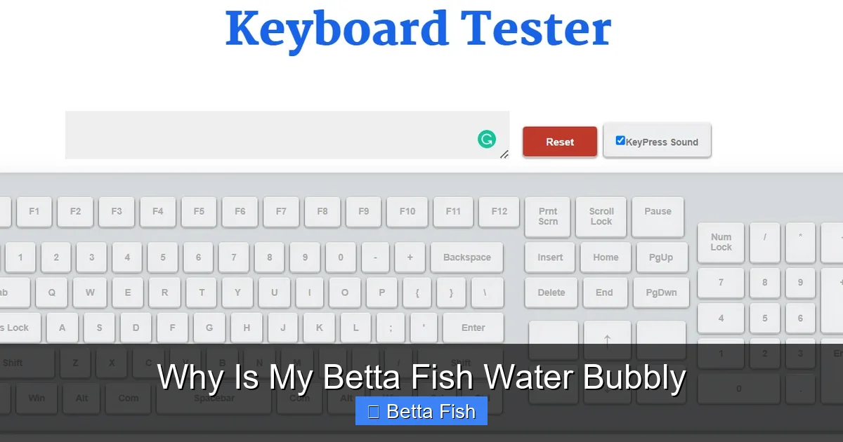 Why Is My Betta Fish Water Bubbly
